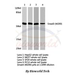 Anti-Smad3 (M200) Antibody from Bioworld Technology (AP0446) - Antibodies.com
