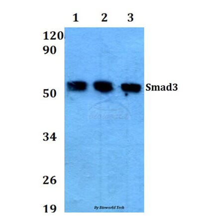 Anti-Smad3(P209) Antibody from Bioworld Technology (AP0447) - Antibodies.com