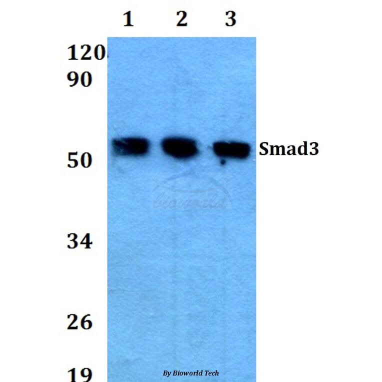 Anti-Smad3(P209) Antibody from Bioworld Technology (AP0447) - Antibodies.com