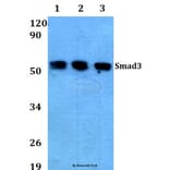 Anti-Smad3(P209) Antibody from Bioworld Technology (AP0447) - Antibodies.com
