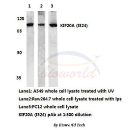 Anti-KIF20A (I524) Antibody from Bioworld Technology (AP0456) - Antibodies.com