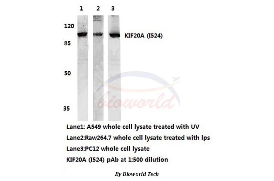 Anti-KIF20A (I524) Antibody from Bioworld Technology (AP0456) - Antibodies.com