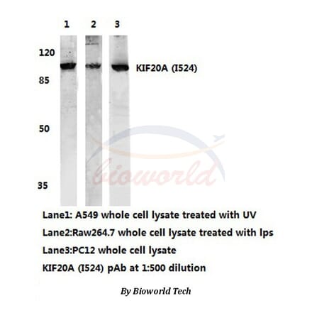 Anti-KIF20A (I524) Antibody from Bioworld Technology (AP0456) - Antibodies.com