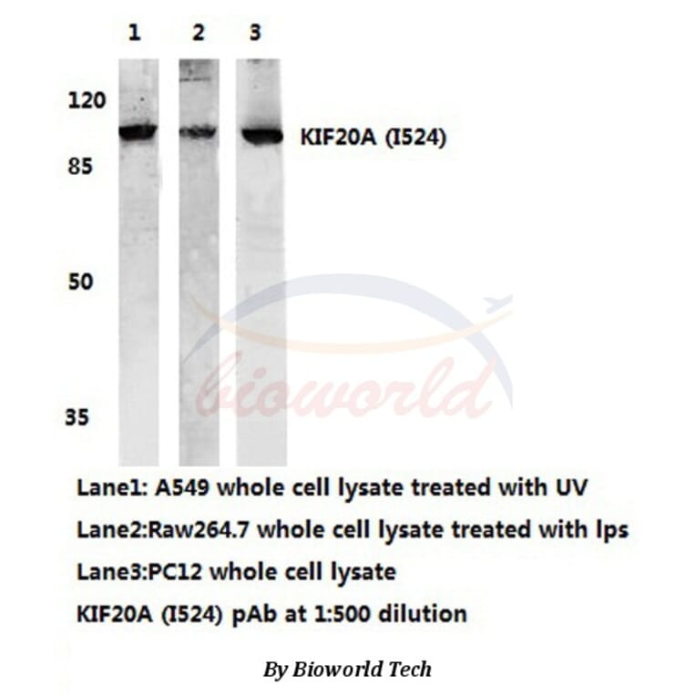 Anti-KIF20A (I524) Antibody from Bioworld Technology (AP0456) - Antibodies.com