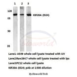 Anti-KIF20A (I524) Antibody from Bioworld Technology (AP0456) - Antibodies.com