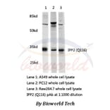 Anti-IPP2(Q116) Antibody from Bioworld Technology (AP0459) - Antibodies.com