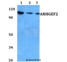 Anti-ARHGEF2 (P881) Antibody from Bioworld Technology (AP0469) - Antibodies.com