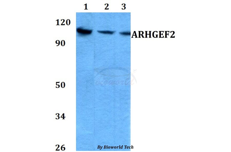 Anti-ARHGEF2 (P881) Antibody from Bioworld Technology (AP0469) - Antibodies.com