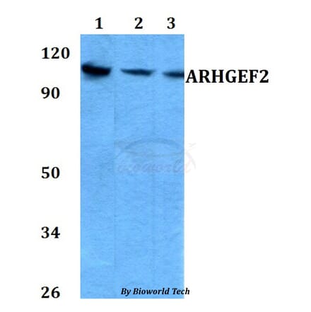 Anti-ARHGEF2 (P881) Antibody from Bioworld Technology (AP0469) - Antibodies.com