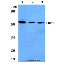 Anti-TRF1 (L215) Antibody from Bioworld Technology (AP0470) - Antibodies.com