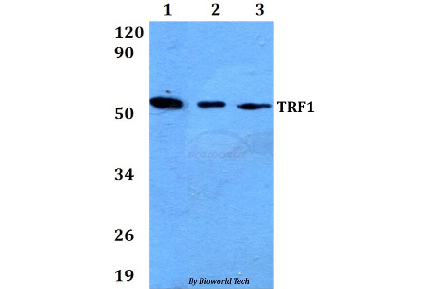 Anti-TRF1 (L215) Antibody from Bioworld Technology (AP0470) - Antibodies.com