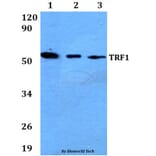 Anti-TRF1 (L215) Antibody from Bioworld Technology (AP0470) - Antibodies.com