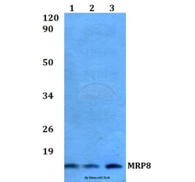 Anti-MRP8 Antibody from Bioworld Technology (AP0476) - Antibodies.com