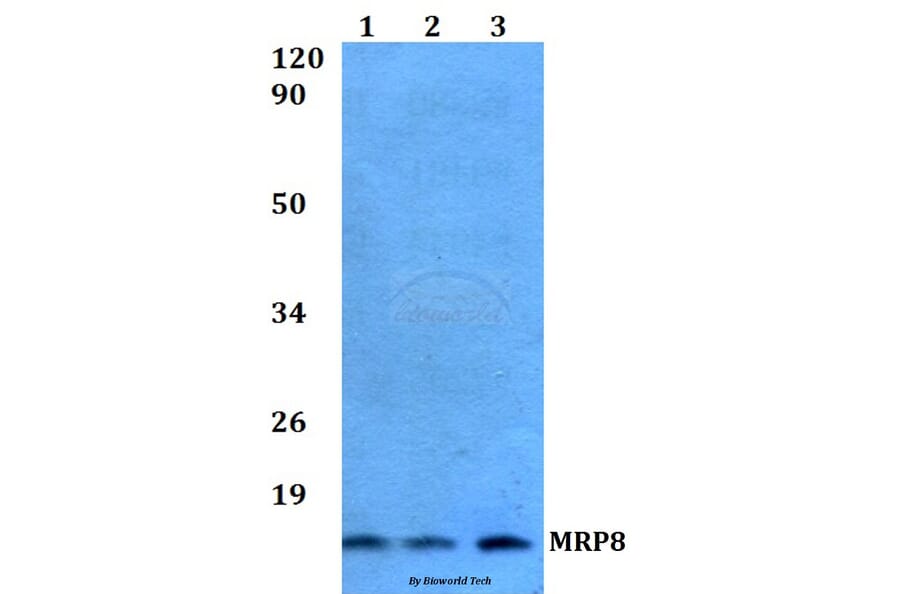 Anti-MRP8 Antibody from Bioworld Technology (AP0476) - Antibodies.com