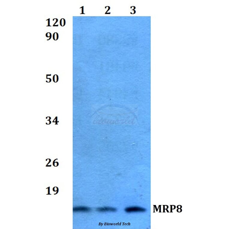 Anti-MRP8 Antibody from Bioworld Technology (AP0476) - Antibodies.com