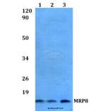 Anti-MRP8 Antibody from Bioworld Technology (AP0476) - Antibodies.com