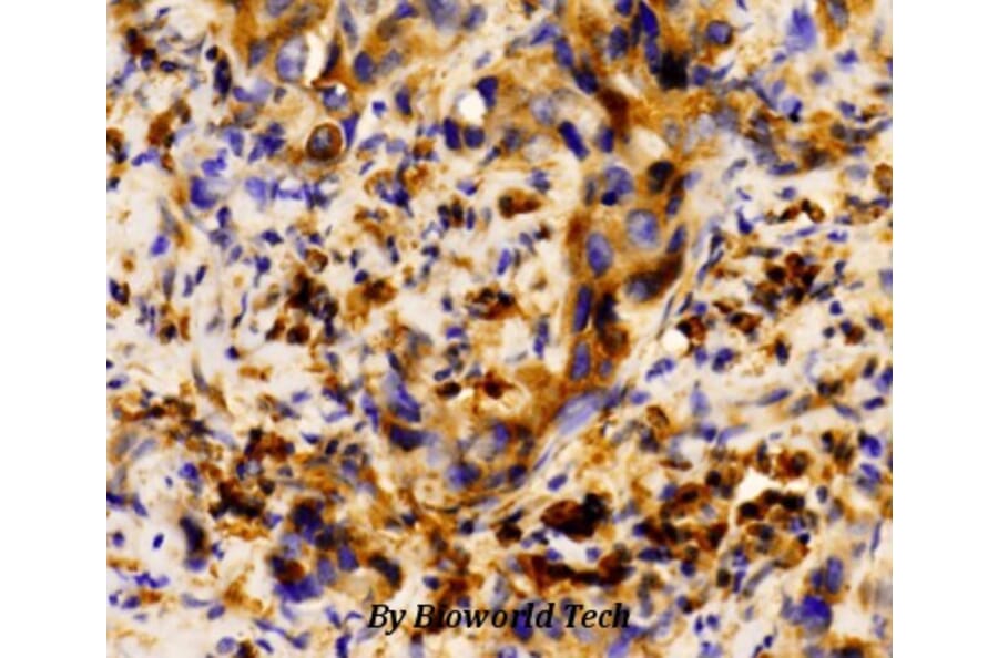 Anti-MRP8 Antibody from Bioworld Technology (AP0476) - Antibodies.com