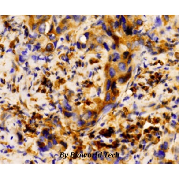 Anti-MRP8 Antibody from Bioworld Technology (AP0476) - Antibodies.com