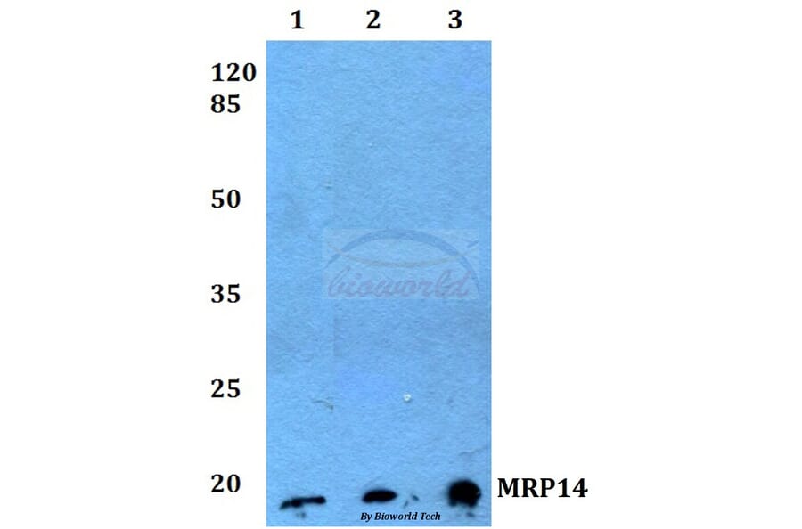 Anti-MRP14 (G3E10) Antibody from Bioworld Technology (AP0477M) - Antibodies.com