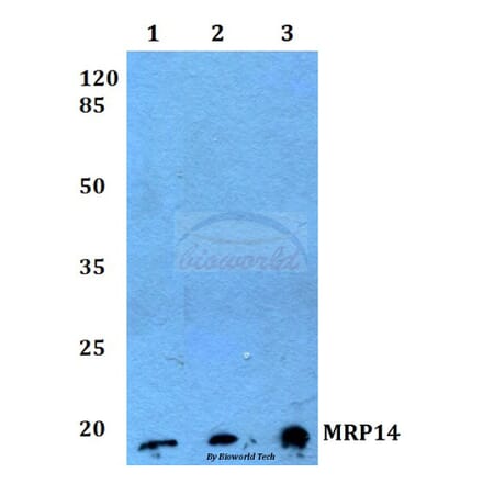 Anti-MRP14 (G3E10) Antibody from Bioworld Technology (AP0477M) - Antibodies.com