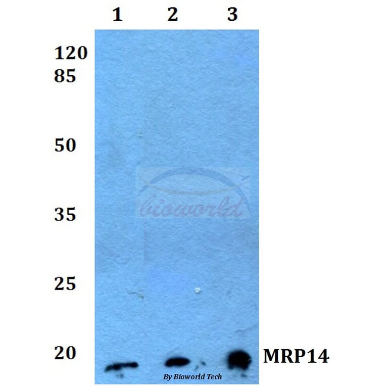 Anti-MRP14 (G3E10) Antibody from Bioworld Technology (AP0477M) - Antibodies.com