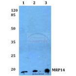 Anti-MRP14 (G3E10) Antibody from Bioworld Technology (AP0477M) - Antibodies.com