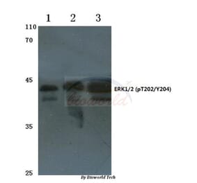 Anti-ERK1/2 (phospho-T202/Y204) Antibody from Bioworld Technology (AP0484) - Antibodies.com
