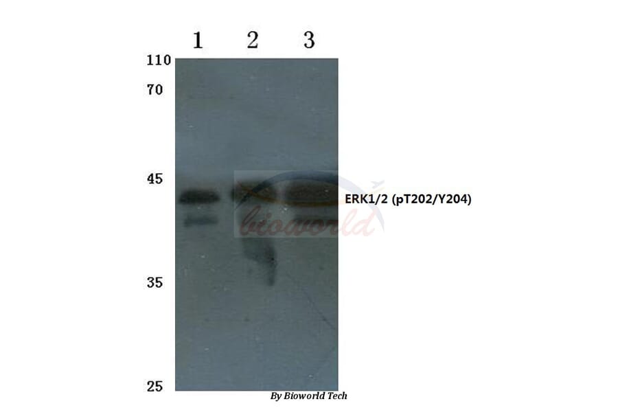 Anti-ERK1/2 (phospho-T202/Y204) Antibody from Bioworld Technology (AP0484) - Antibodies.com