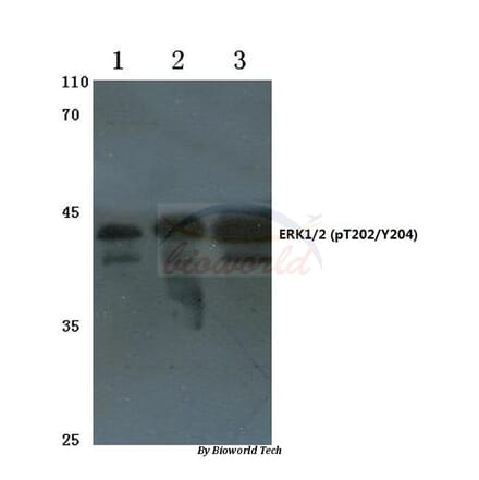 Anti-ERK1/2 (phospho-T202/Y204) Antibody from Bioworld Technology (AP0484) - Antibodies.com