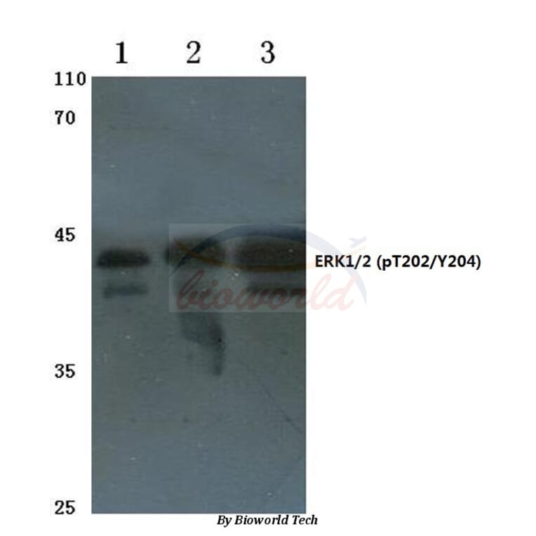 Anti-ERK1/2 (phospho-T202/Y204) Antibody from Bioworld Technology (AP0484) - Antibodies.com