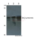 Anti-ERK1/2 (phospho-T202/Y204) Antibody from Bioworld Technology (AP0484) - Antibodies.com