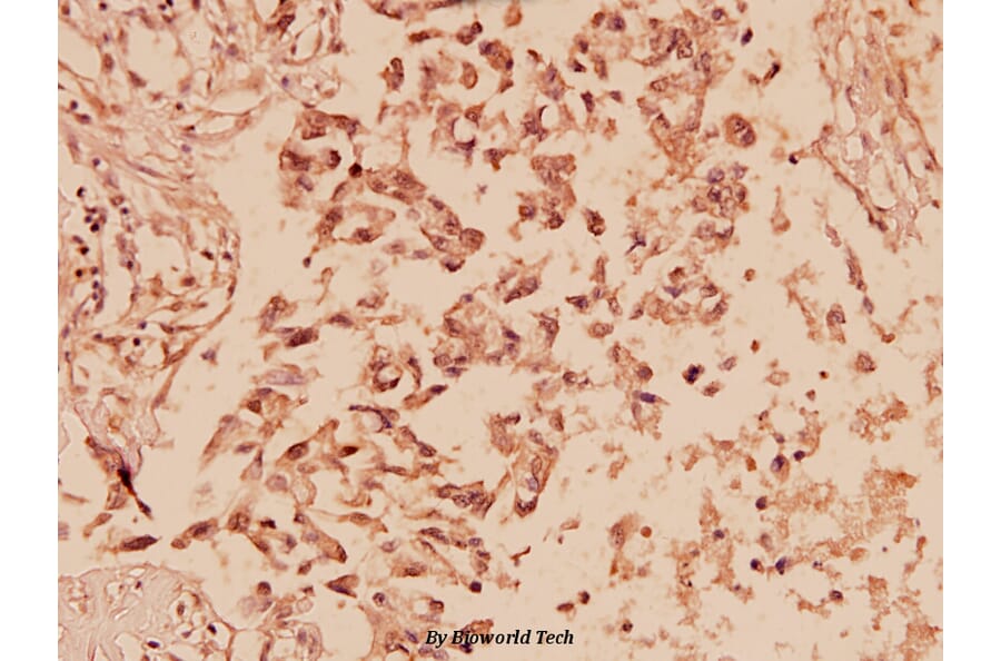 Anti-ERK1/2 (phospho-T202/Y204) Antibody from Bioworld Technology (AP0484) - Antibodies.com