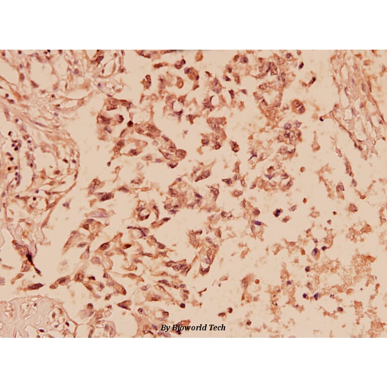 Anti-ERK1/2 (phospho-T202/Y204) Antibody from Bioworld Technology (AP0484) - Antibodies.com