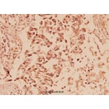 Anti-ERK1/2 (phospho-T202/Y204) Antibody from Bioworld Technology (AP0484) - Antibodies.com