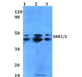 Anti-ERK1/2 (T202/Y204) Antibody from Bioworld Technology (AP0485) - Antibodies.com