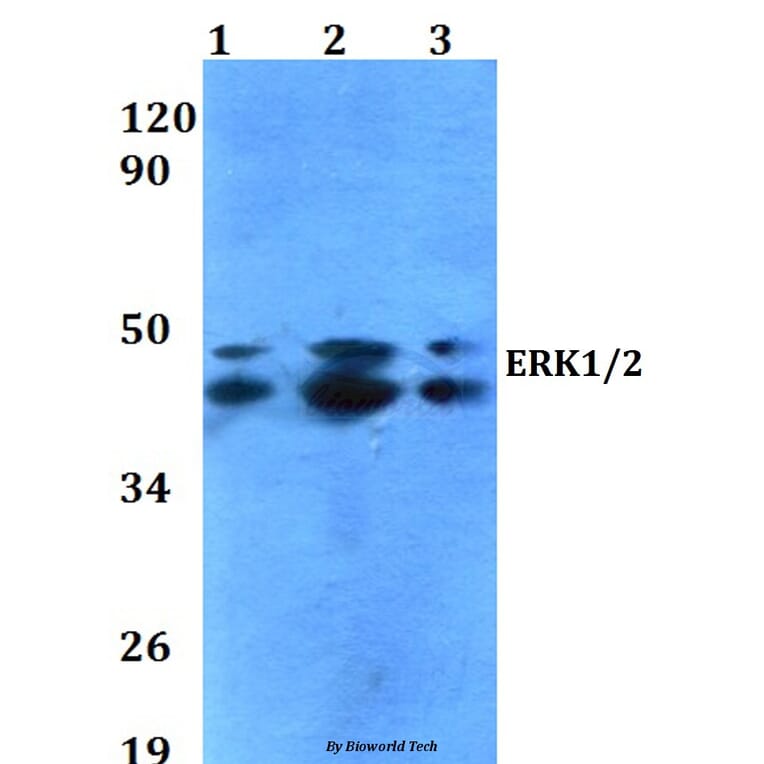Anti-ERK1/2 (T202/Y204) Antibody from Bioworld Technology (AP0485) - Antibodies.com