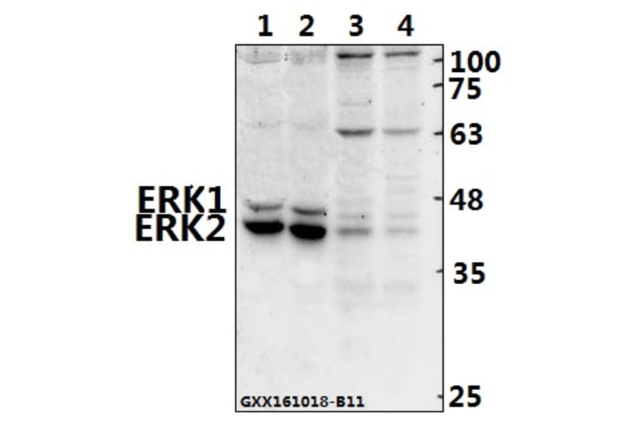 Anti-ERK1/2 (T202/Y204) Antibody from Bioworld Technology (AP0485) - Antibodies.com