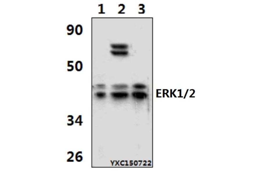 Anti-ERK1/2 (T202/Y204) Antibody from Bioworld Technology (AP0485) - Antibodies.com