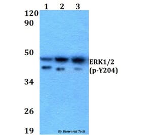 Anti-ERK1/2 (phospho-Y204) Antibody from Bioworld Technology (AP0490) - Antibodies.com