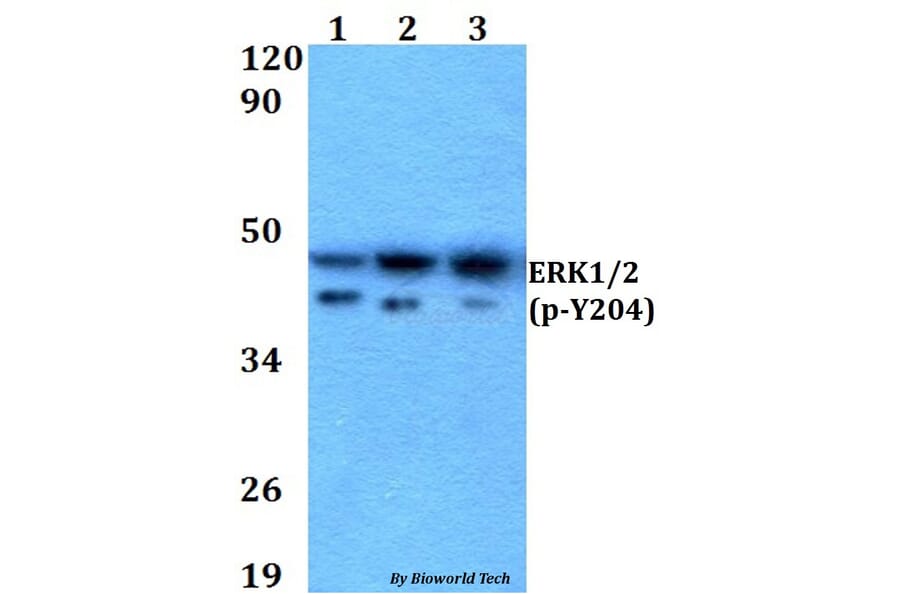 Anti-ERK1/2 (phospho-Y204) Antibody from Bioworld Technology (AP0490) - Antibodies.com