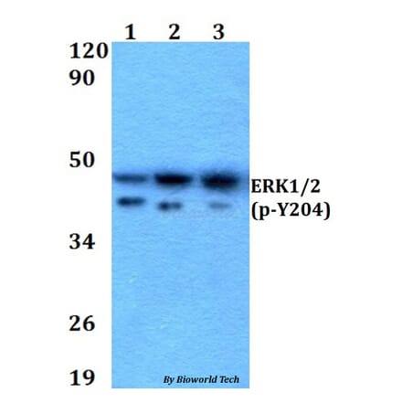 Anti-ERK1/2 (phospho-Y204) Antibody from Bioworld Technology (AP0490) - Antibodies.com