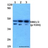 Anti-ERK1/2 (phospho-Y204) Antibody from Bioworld Technology (AP0490) - Antibodies.com