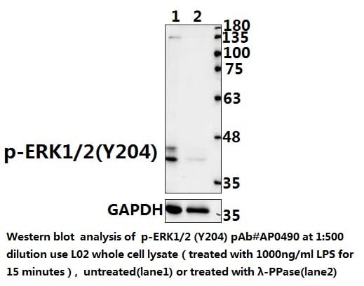 erk 様 p-ERK 1/2 Antibody (12D4) | SCBT - Santa Cruz Biotechnology