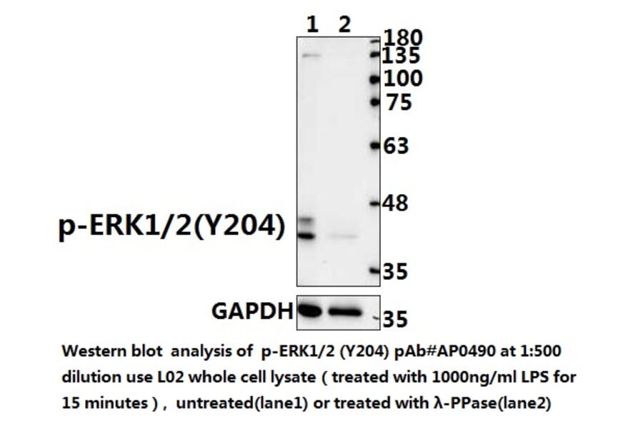Anti-ERK1/2 (phospho-Y204) Antibody from Bioworld Technology (AP0490) - Antibodies.com