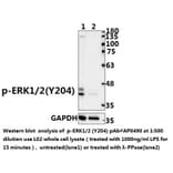 Anti-ERK1/2 (phospho-Y204) Antibody from Bioworld Technology (AP0490) - Antibodies.com