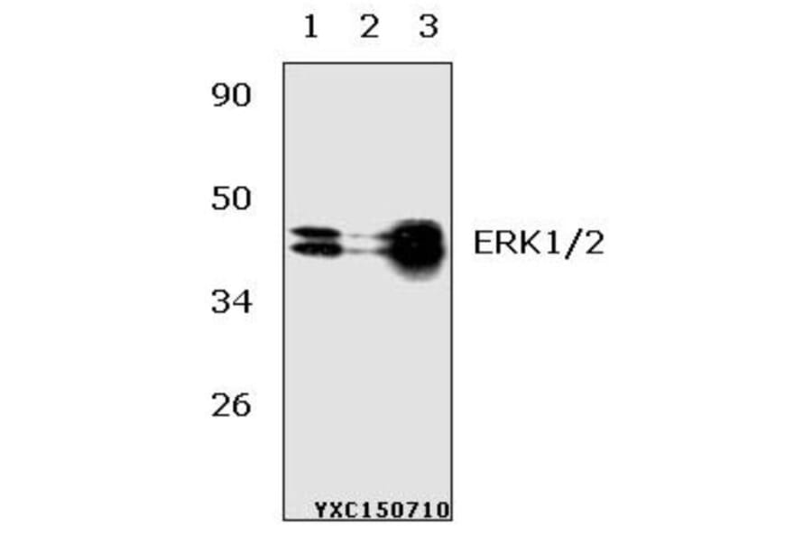 Anti-ERK1/2 (Y204) Antibody from Bioworld Technology (AP0491) - Antibodies.com