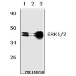 Anti-ERK1/2 (Y204) Antibody from Bioworld Technology (AP0491) - Antibodies.com