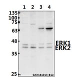 Anti-ERK1/2 (Y204) Antibody from Bioworld Technology (AP0491) - Antibodies.com