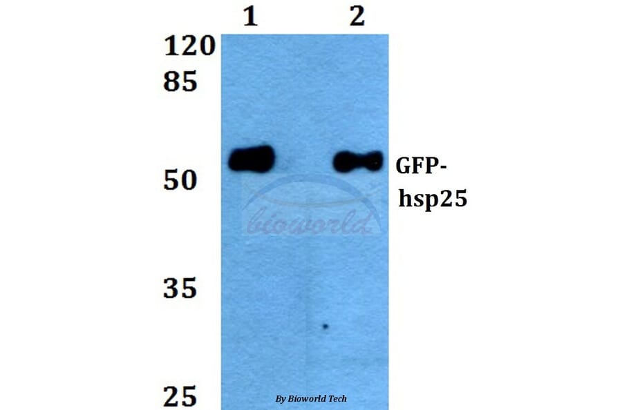 Anti-GFP-tag (3A10) Antibody from Bioworld Technology (AP0675MH) - Antibodies.com