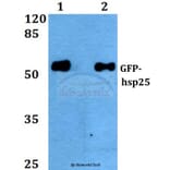 Anti-GFP-tag (3A10) Antibody from Bioworld Technology (AP0675MH) - Antibodies.com